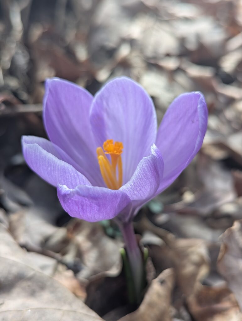 New life emerging from the storm's aftermath. A reminder that hope always returns.